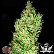 Emerald Triangle Seeds OG Critical